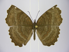 Ariadne pagenstecheri