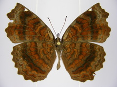 Ariadne pagenstecheri