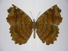 Ariadne pagenstecheri