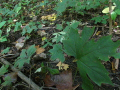 Hydrophyllum