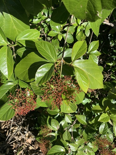Viburnum japonicum iNat (3)