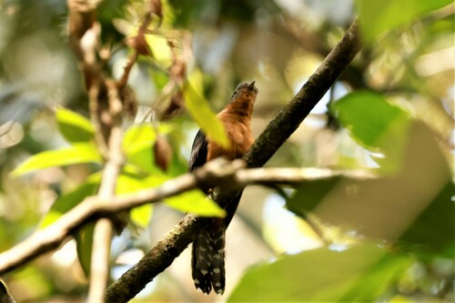 Chestnut-breasted Cuckoo (Cacomantis castaneiventris), photo 10
