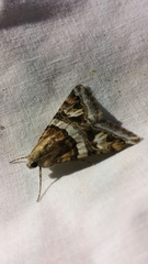 Melipotini