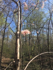 Rhododendron canescens