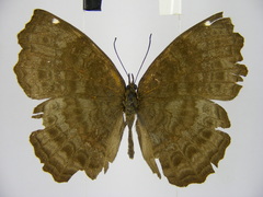 Ariadne pagenstecheri