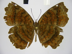 Ariadne pagenstecheri
