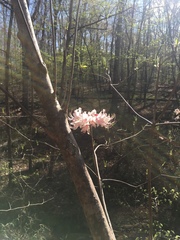 Rhododendron canescens