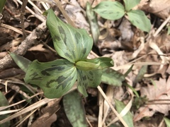 Trillium viridescens