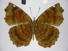 Ariadne pagenstecheri