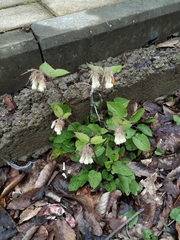 Symphytum grandiflorum