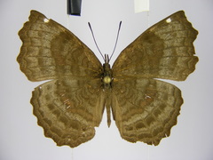 Ariadne pagenstecheri