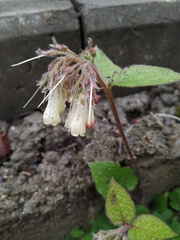 Symphytum grandiflorum