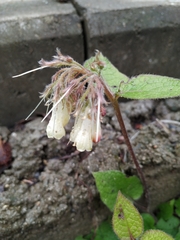 Symphytum grandiflorum