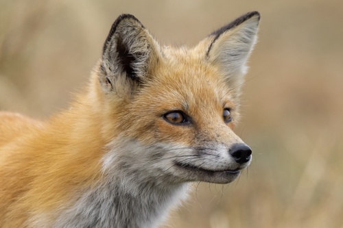 Red Fox photographed in Delaware