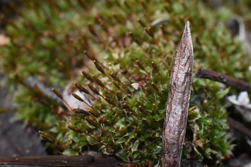 Image of Tayloria octoblepharum by (c) Em Lamond, some rights reserved (CC BY)