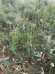 Nidorella podocephala