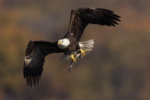 Bald Eagle photographed in Maryland
