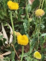 Nidorella podocephala