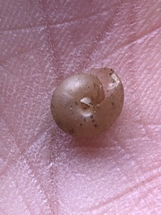 Praticolella mexicana