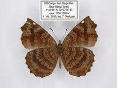 Ariadne pagenstecheri