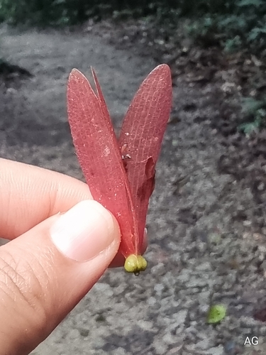Shorea pauciflora observed 2023-12-06