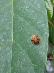 Laccoptera nepalensis