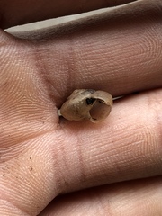 Praticolella mexicana