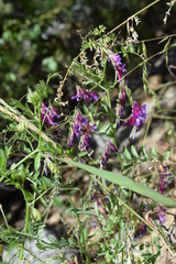 Vicia villosa villosa