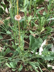 Nidorella podocephala