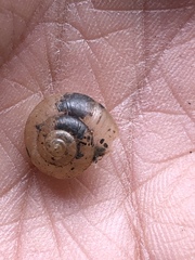 Praticolella mexicana