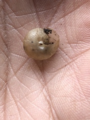 Praticolella mexicana