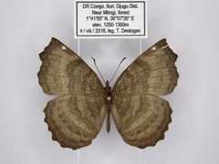 Ariadne pagenstecheri