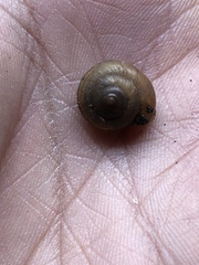 Praticolella mexicana