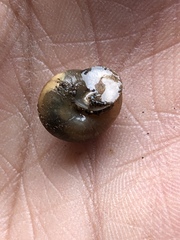 Praticolella mexicana