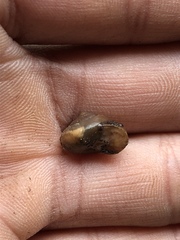 Praticolella mexicana