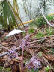 Trachystemon orientalis