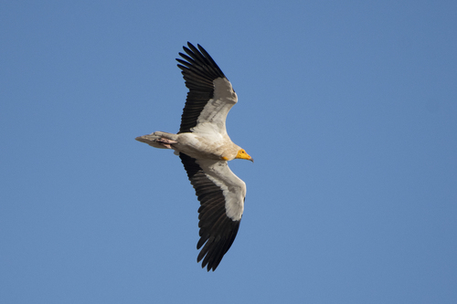 Vautour percnoptère