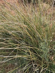 Afroscirpoides dioeca