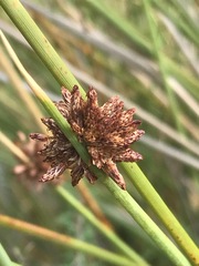 Afroscirpoides dioeca