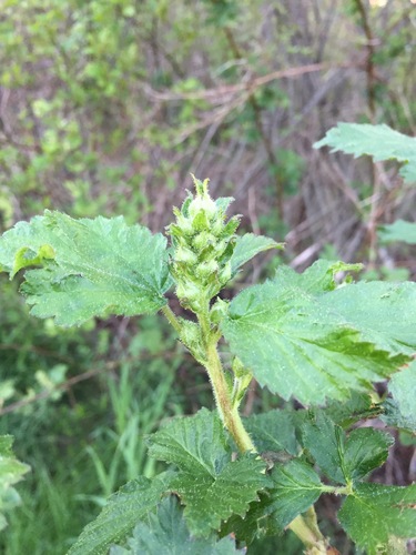 Malvastrum americanum