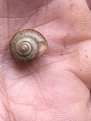 Praticolella mexicana