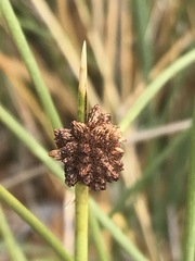 Afroscirpoides dioeca