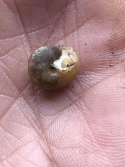 Praticolella mexicana