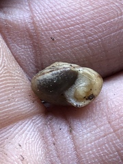 Praticolella mexicana