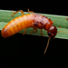 Kalotermitidae - Photo (c) Bridgette Gower,  זכויות יוצרים חלקיות (CC BY-NC), הועלה על ידי Bridgette Gower