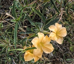Barleria cuspidata