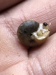 Praticolella mexicana