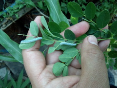 Lepidoptera