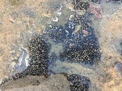 Mytilus californianus