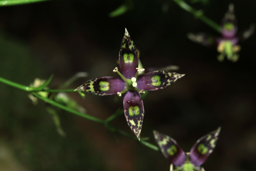 Swertia changii